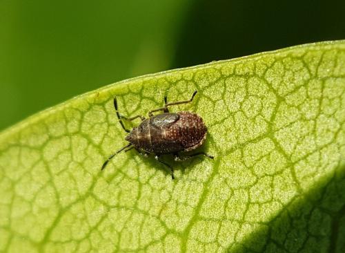 Réf. 216 479 : Kleidocerys sp.